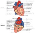 Surface anatomy of the heart