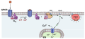 Activation of protein kinase C
