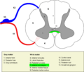 Alba Anterior Medullae Spinalis