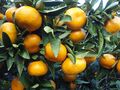 Japanese_citrus