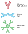 Isotype (immunology)