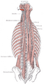 Obliquus capitis inferior muscle