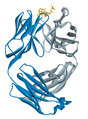 Alemtuzumab Fab