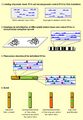 Comparative genomic hybridization