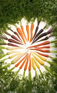 Carrots of many colours