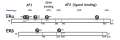 Estrogen receptor domains