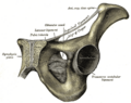 Obturator membrane