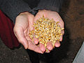 Whiskey malt