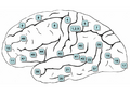 Brodmann areas of the brain