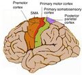 Human motor cortex