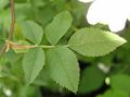 Rosa canina blatt