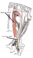 Trochlear nerve