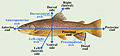 Anatomical Directions and Axes