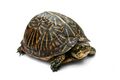 Florida Box Turtle Digon3