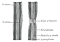 Node of Ranvier