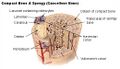 Illustration of compact and spongy bone