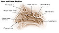 Sphenoid sinus