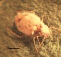 Pandora neoaphidis