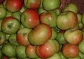 004 Bramley