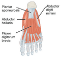 Intrinsic Muscles of the Foot