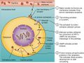 Binding of Water-Soluble Hormones