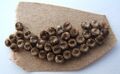 Luna moth eggs