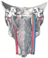 Stylopharyngeus muscle
