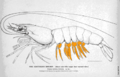 Diagram of Penaeus pleopods