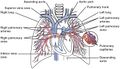 Diagram of the pulmonary circuit