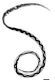 Angiostrongylus cantonensis lifecycle illustration