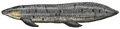 Chinle fish Arganodus