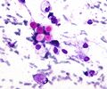 Cryptococcus species in a laboratory culture