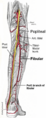 Popliteal branches from posterior view