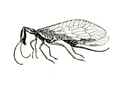 Hymenoptera