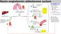 Renin-angiotensin-aldosterone system