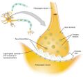 Chemical Synapse