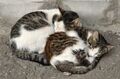 Two Russian street cats