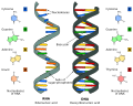 Difference DNA RNA