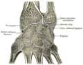Carpometacarpal joint