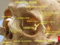 Orbital cavity