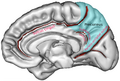 Medial view of the parietal lobe