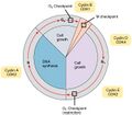 Cell cycle with cyclins and checkpoints