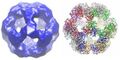 Structure of dihydrolipoyl transacetylase