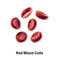Blausen 0761 Red Blood Cells