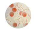 Borrelia recurrentis CDC