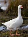 Domestic goose
