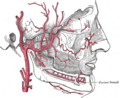 Medial pterygoid muscle