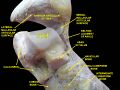 Malleolus