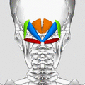 Suboccipital muscles animation