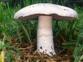 Agaricus campestris mushroom